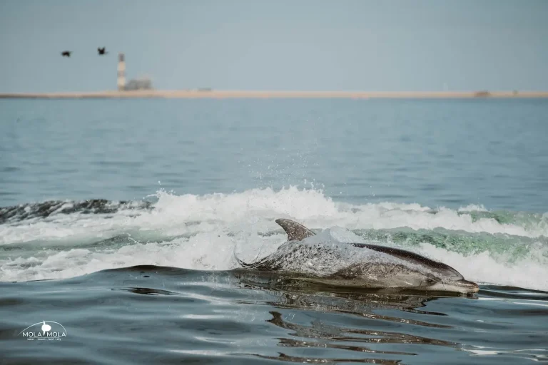Walvis Bay Boat Tour Mola Mola